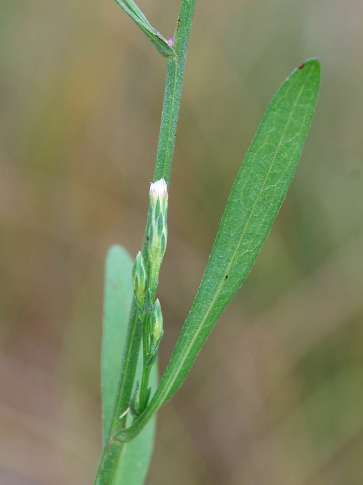 Изображение особи Symphyotrichum subulatum.