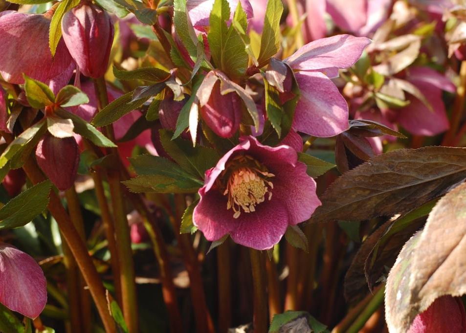 Image of Helleborus orientalis specimen.