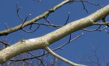 Magnolia acuminata. Средние части покоящихся ветвей. Германия, г. Дюссельдорф, Ботанический сад университета. 10.03.2014.