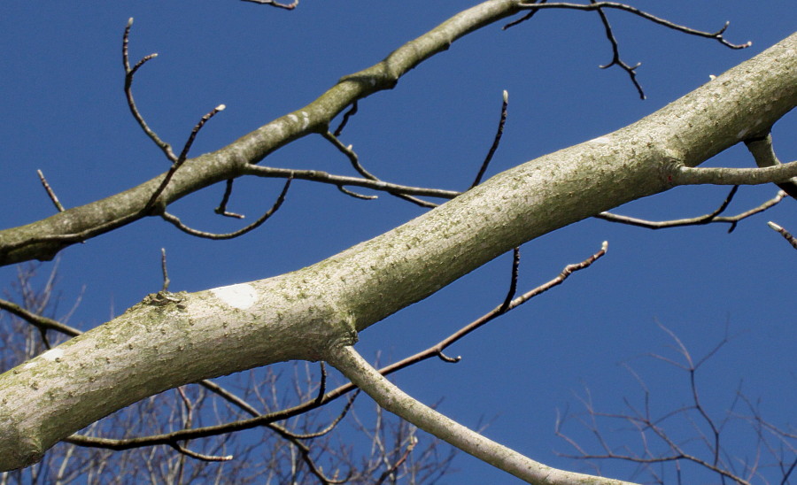 Image of Magnolia acuminata specimen.