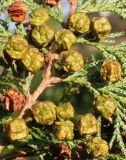 Chamaecyparis pisifera