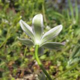 Ornithogalum navaschinii. Цветок. Краснодарский край, Абинский р-н, окр. станицы Шапсугская, дубово-грабовый лес. 11.04.2014.