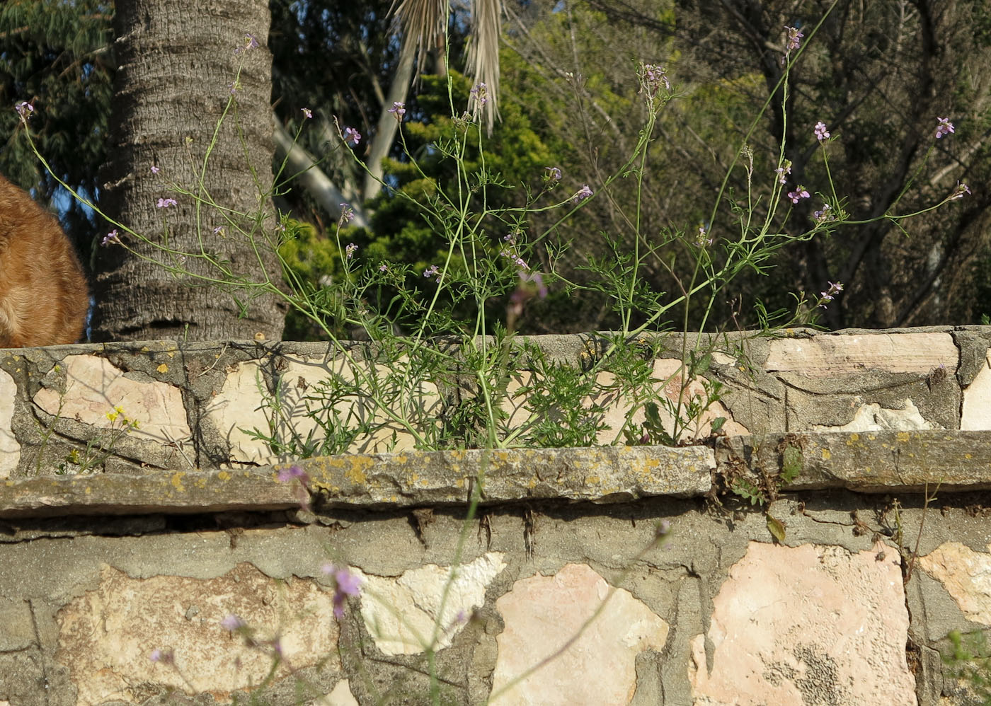 Image of Erucaria hispanica specimen.