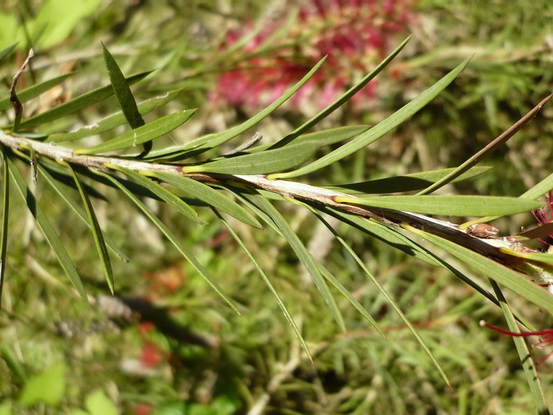 Image of Callistemon rigidus specimen.