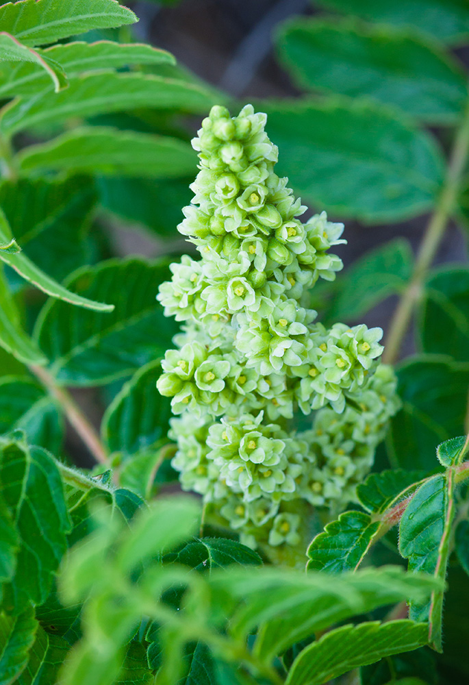 Image of Rhus coriaria specimen.