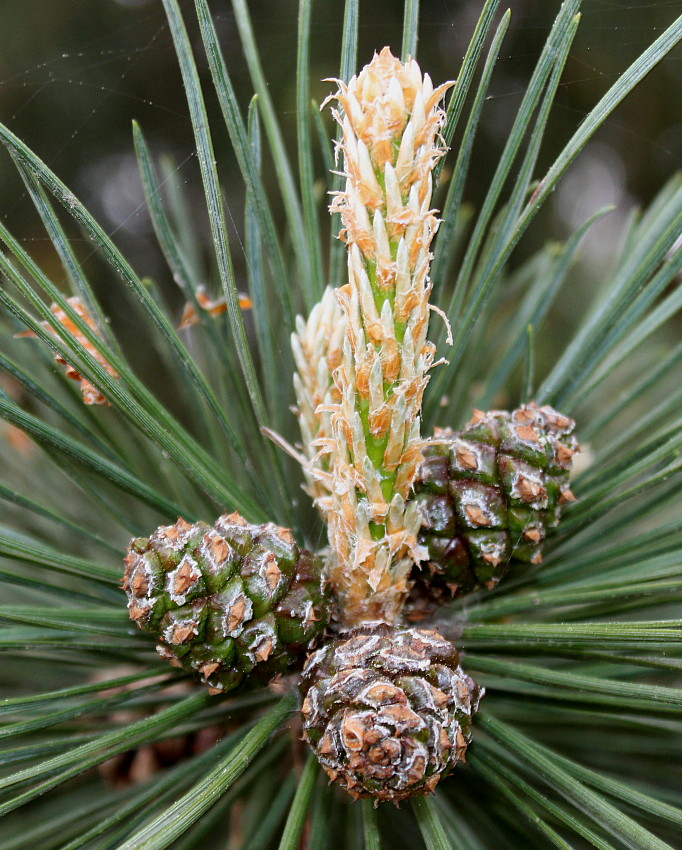 Изображение особи Pinus uncinata.