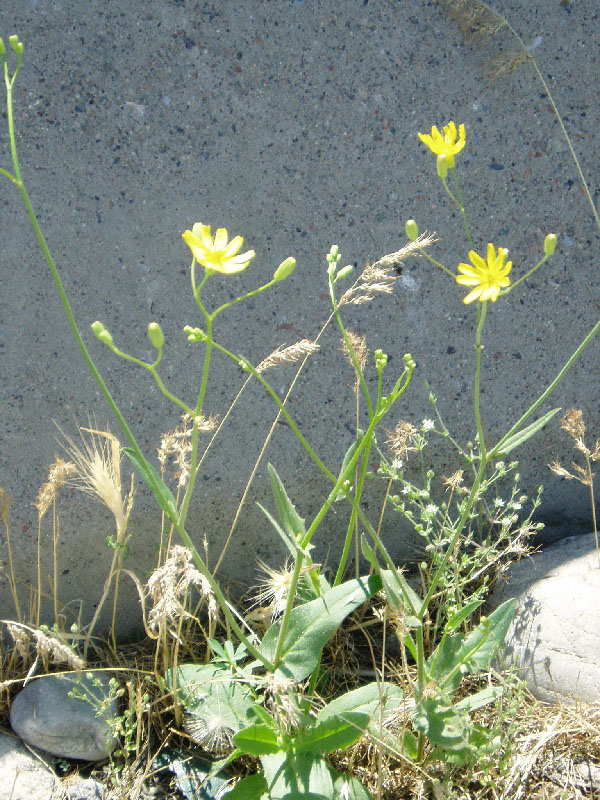 Image of Crepis pulchra ssp. turkestanica specimen.