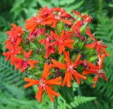 Lychnis chalcedonica