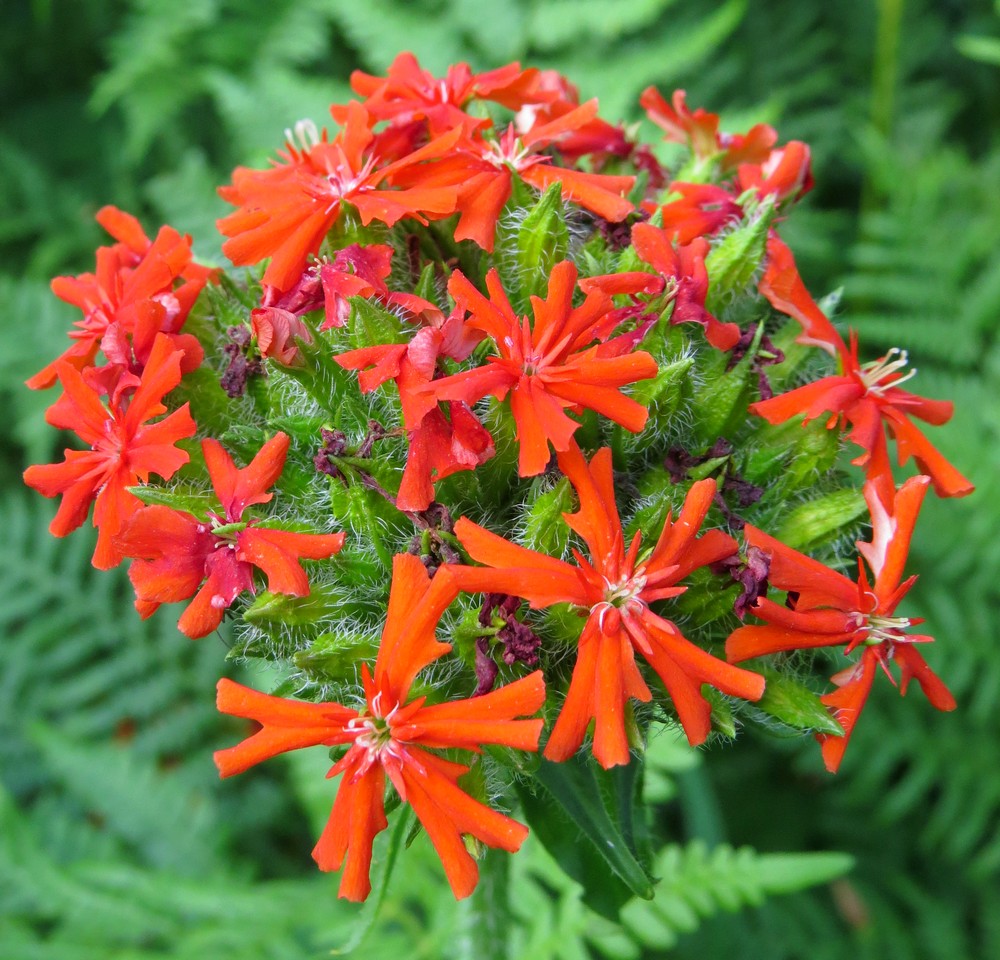 Изображение особи Lychnis chalcedonica.
