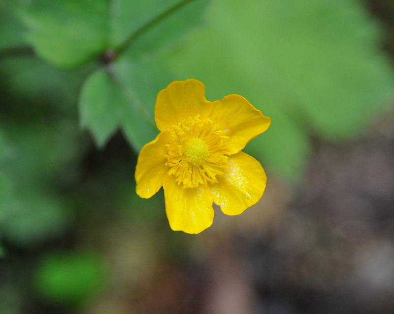 Изображение особи Ranunculus cappadocicus.