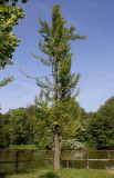 Ginkgo biloba. Растение с молодыми листьями. Германия, г. Дюссельдорф, Ботанический сад университета. 04.05.2014.