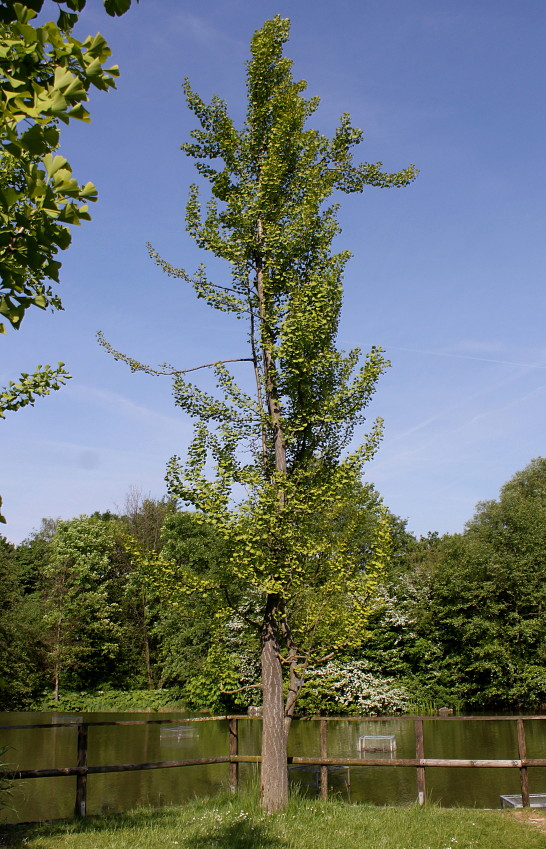 Изображение особи Ginkgo biloba.