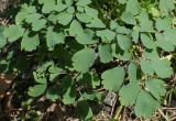 Thalictrum aquilegiifolium