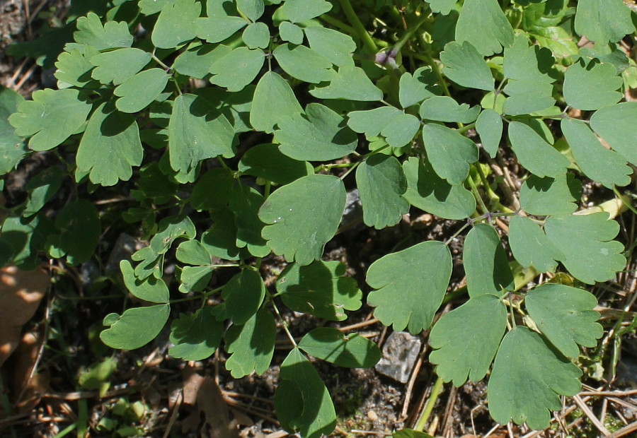 Изображение особи Thalictrum aquilegiifolium.