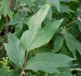 Paeonia suffruticosa. Лист ('Kokamon'). Германия, г. Дюссельдорф, Ботанический сад университета. 02.06.2014.