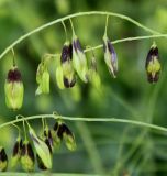 Isatis tinctoria. Зреющие плоды. Германия, г. Дюссельдорф, Ботанический сад университета. 02.06.2014.