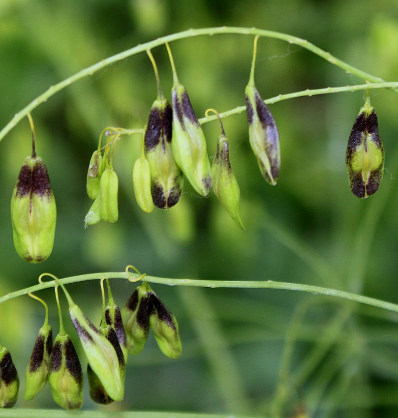 Изображение особи Isatis tinctoria.