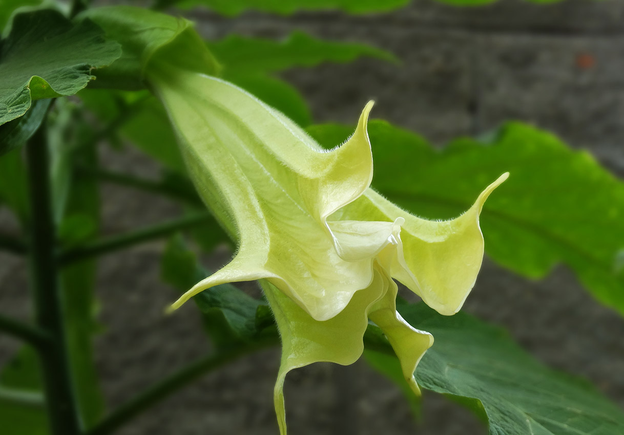 Изображение особи род Brugmansia.
