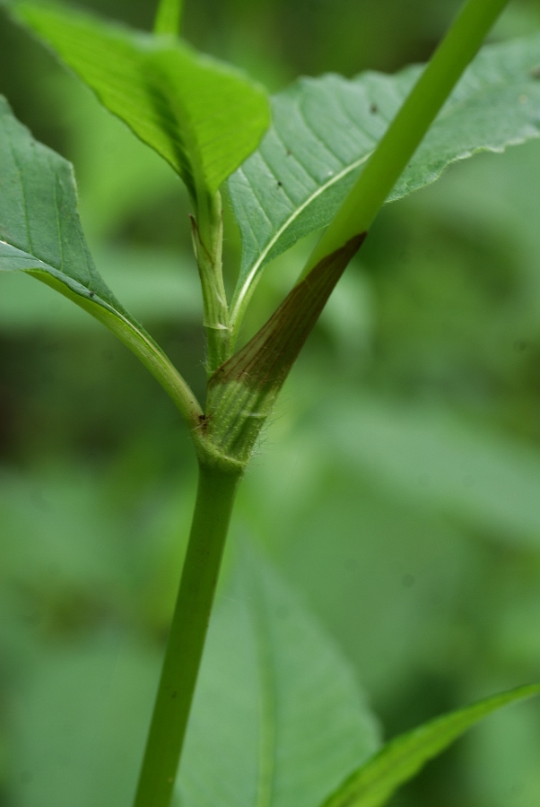 Изображение особи Aconogonon limosum.