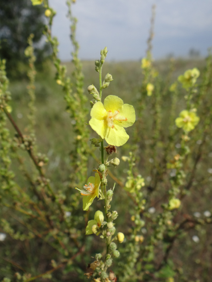 Image of Verbascum banaticum specimen.