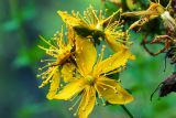 Image of taxon representative. Author is Антон Козырев
