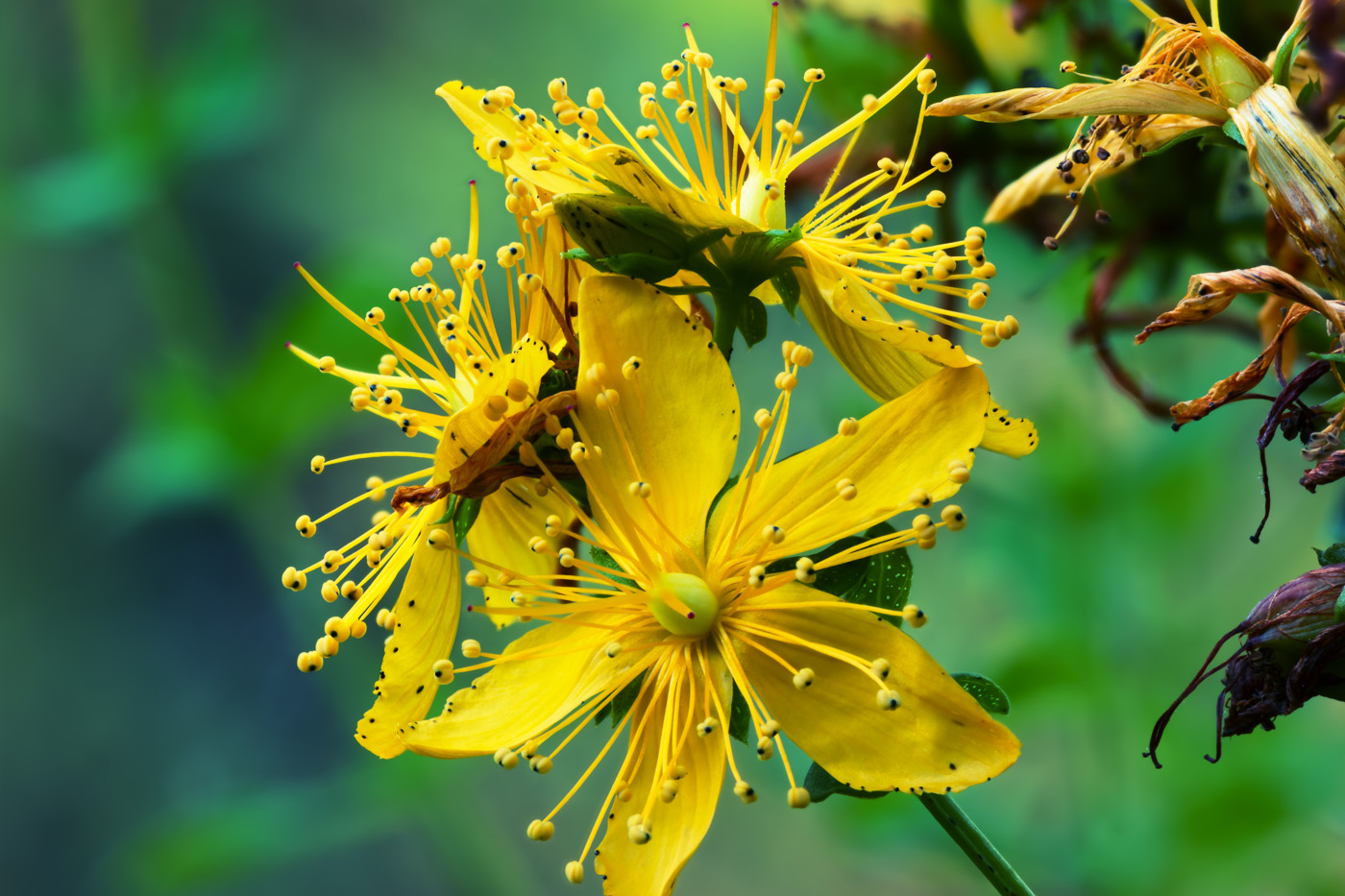 Image of Hypericum perforatum specimen.