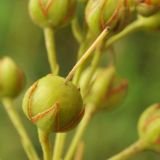 Lysimachia davurica. Плод. Приморский край, Уссурийский р-н, окр. с. Монакино, сырой луг. 19.07.2014.