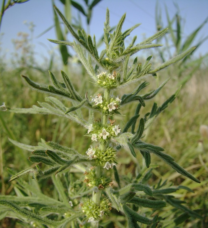 Image of Lycopus exaltatus specimen.