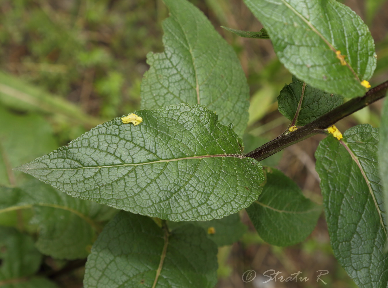 Image of Verbascum marschallianum specimen.