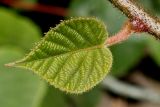 Actinidia chinensis variety deliciosa. Часть побега с молодым листом. Германия, г. Дюссельдорф, Ботанический сад университета. 03.07.2014.