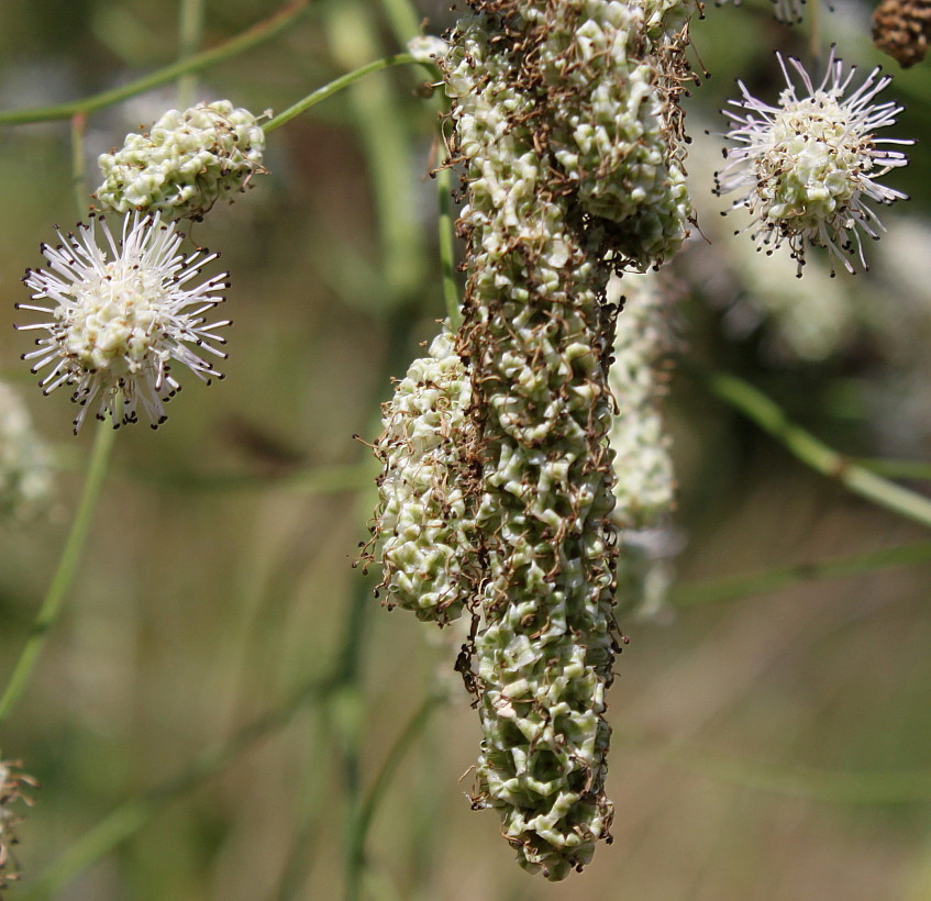 Image of Sanguisorba parviflora specimen.