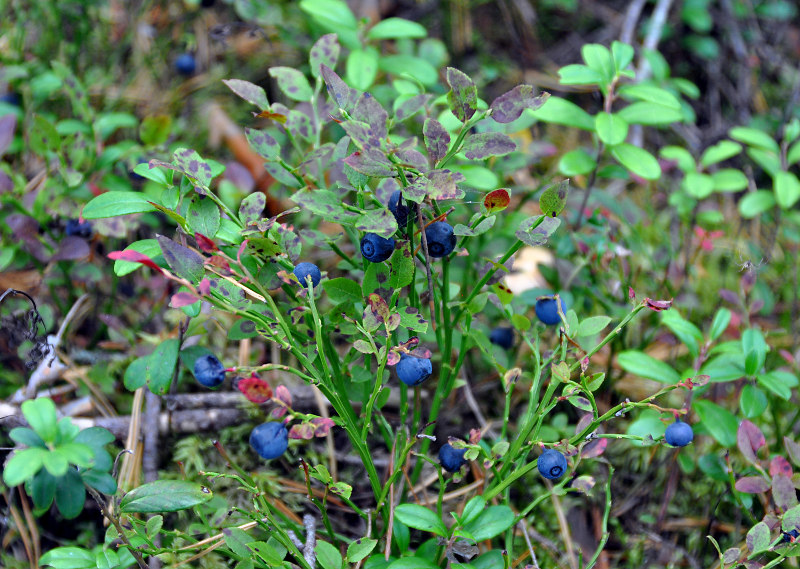 Image of Vaccinium myrtillus specimen.