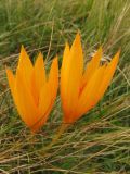 Crocus scharojanii