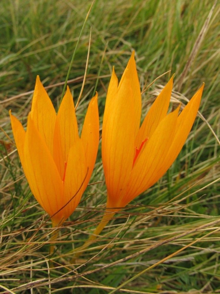 Image of Crocus scharojanii specimen.