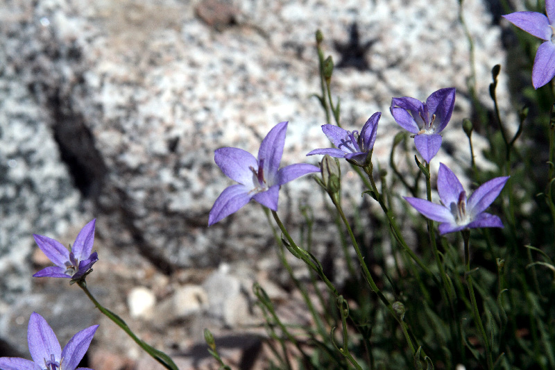 Изображение особи Campanula alberti.