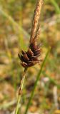 Carex limosa