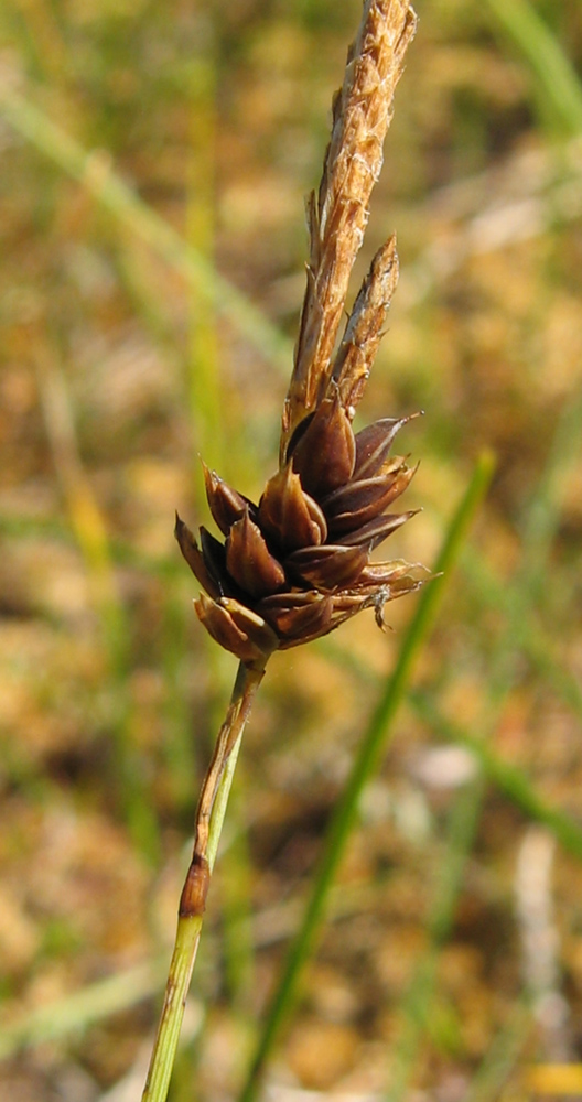 Image of Carex limosa specimen.