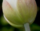 Anemone vitifolia