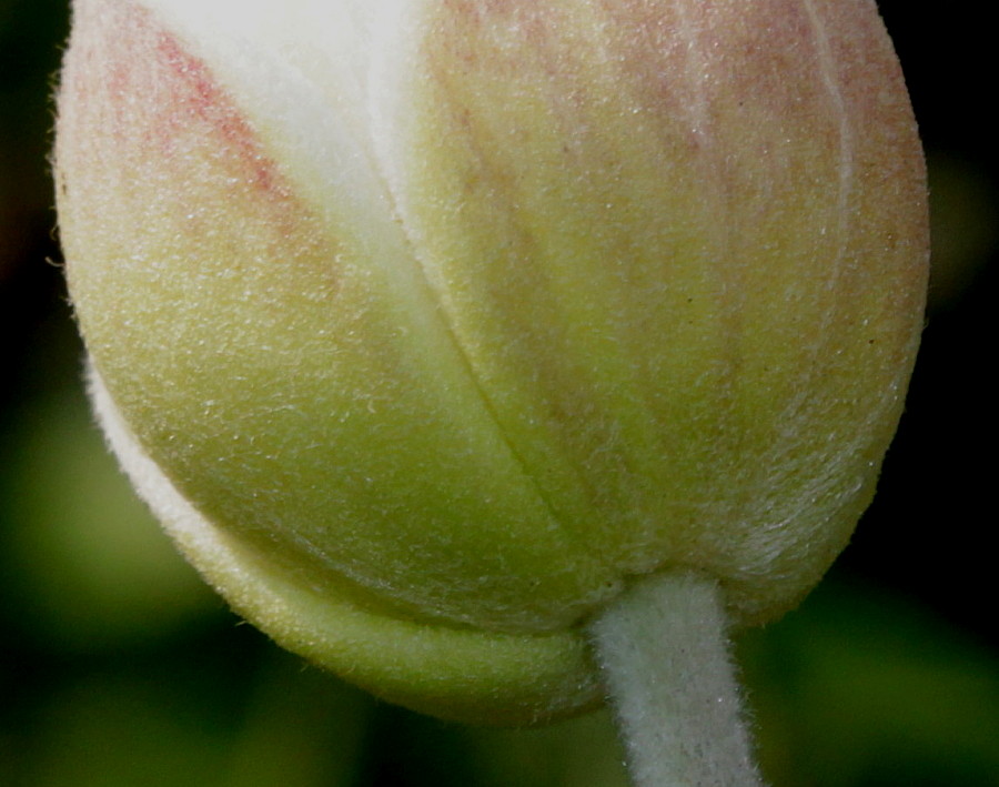 Image of Anemone vitifolia specimen.