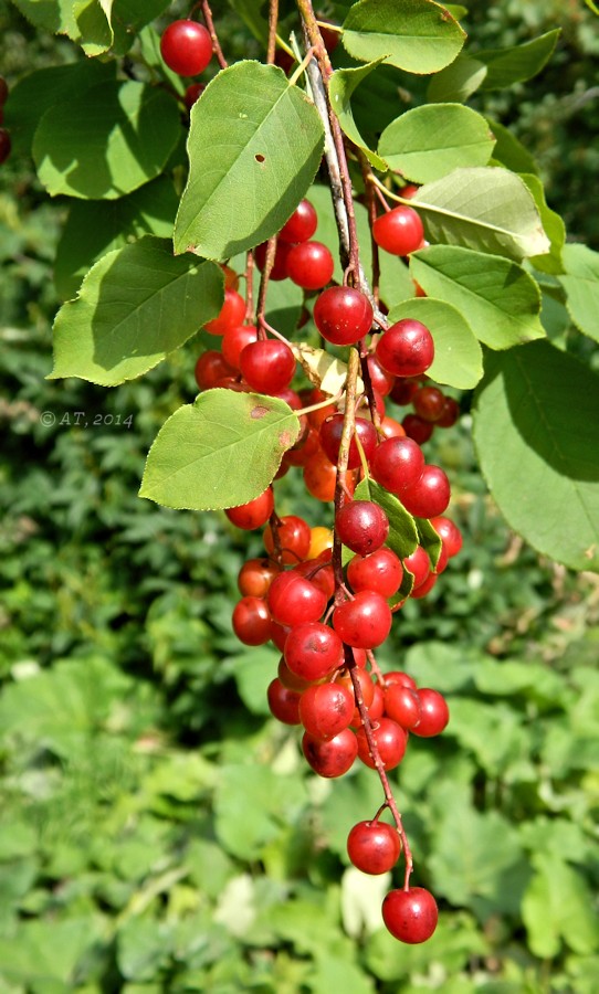 Изображение особи Padus virginiana.