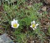 Pulsatilla tenuiloba