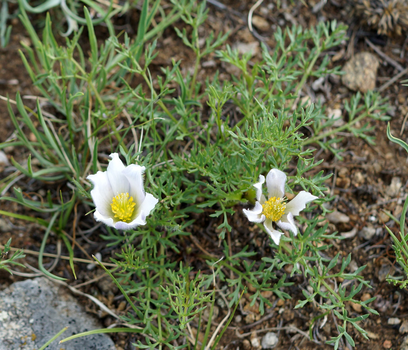Изображение особи Pulsatilla tenuiloba.