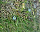 Gentiana aquatica. Цветущее растение. Карачаево-Черкесия, гора Мусса-Ачитара, ≈ 3000 м н.у.м., каменистый склон. 31.07.2014.