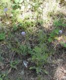 Scabiosa columbaria. Цветущее растение. Крым, Ялта, ущелье Уч-Кош. 05.08.2009.