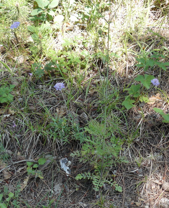 Image of Scabiosa columbaria specimen.