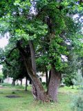 Liriodendron tulipifera