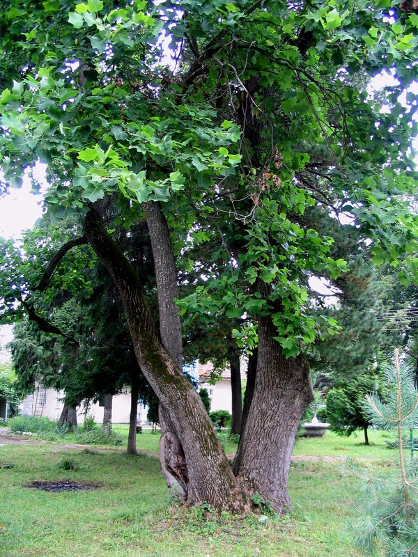 Image of Liriodendron tulipifera specimen.