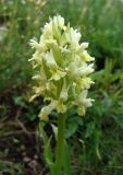 Dactylorhiza subspecies georgica