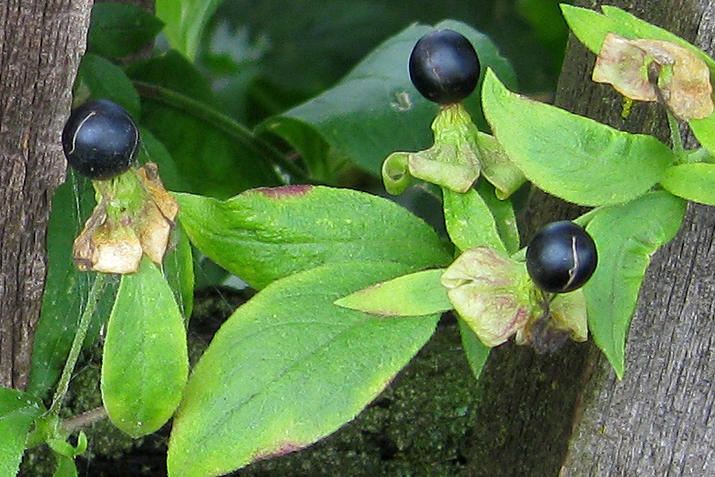 Image of Cucubalus baccifer specimen.