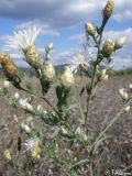 Centaurea